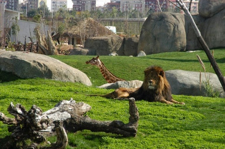 Фото Зоопарков Мира